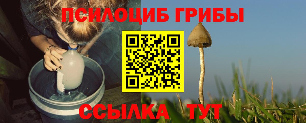 Псилоцибиновые грибы прущие грибы Урус-Мартан